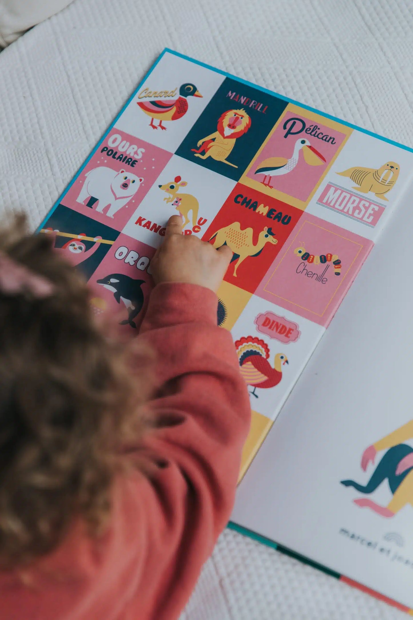 Animaux autour du monde